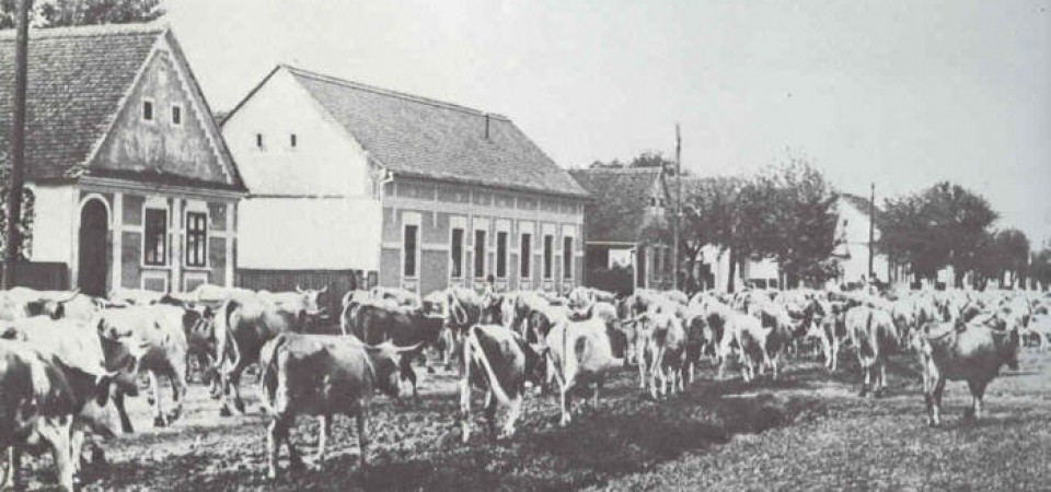 Na staroj fotografiji  iz Novih Banovaca vide se krave koje pasu , prva polovina 20. veka.Sa sajta www.neu-banovci.de