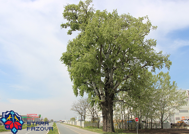 Der Baum „Silberpappel in der Nähe von Stara Pazova“